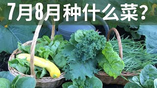 【种菜】7月8月种什么菜｜20多种蔬菜 采收到深秋｜潜叶虫，地老虎 cutworm虫害防治