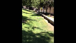 Kit Foxes thriving in CSUB campus