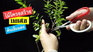 บอนไซ : การจัดทรง บอนไซเข็มแดง (West indian jasmine) | Bonsai 032