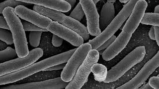Bacteria | Wikipedia audio article