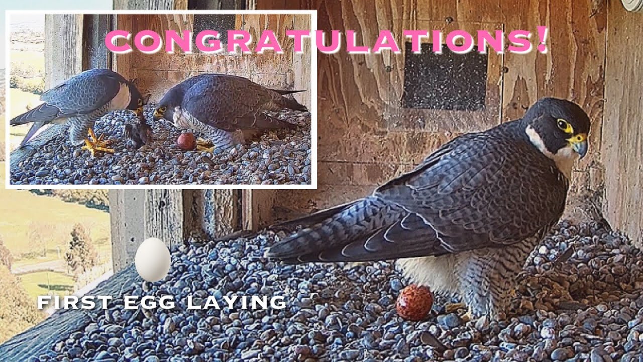 1рџ Falcon Nest пјџbox Camera Falconcam Project Live Youtube