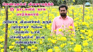 💐Marigold Flower Cultivation Process🔸செண்டுமல்லி சாகுபடி மற்றும் பராமரிப்பு முறை🔸Dr.விவசாயம்