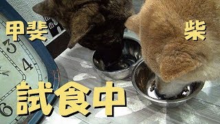 甲斐犬と柴犬に試供品を食べさせてみた＝！【ニュートロ・シュプレモ】