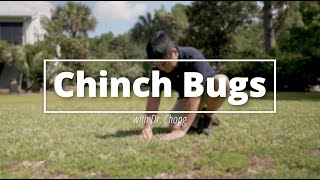 How to Manage a Chinch Bug Infestation