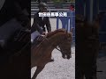 新バジコウエン　ちょっと首を振る