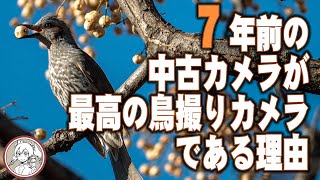 ７年前の中古カメラが最高の鳥撮りカメラである理由