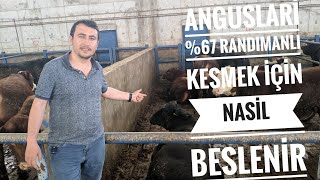 Angus Irkı Danaların %67 RANDIMANLI Kesim için Nasıl BESLENİR ?