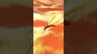 #mosquito #slap#fly #funny #balloon #macro #motiongraphics #viral #simulation  #creative