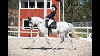 Dressage competition - Dressyrtävling, LB:1