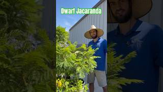 Dwarf Jacaranda Tree ~ SummerWinds Nursery AZ