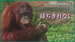 ガラスに頭突き　ボルネオオランウータンのレンボーBornean Orang-utan