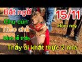 15/11 thầy đi khất thực 2 nhà lai quay lại công ty .bất ngờ gặp chú cún biểu hiện lạ