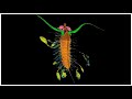 430 million year old arthropod kept its kids on a leash