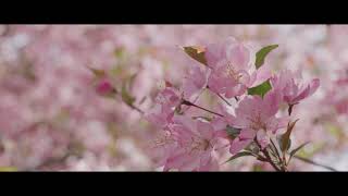 (8K) 봄의 향연 (A feast of Spring) Red Helium S35,8K 60P