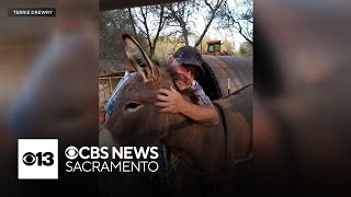 Hear Diesel the donkey's remarkable journey after going missing near Auburn