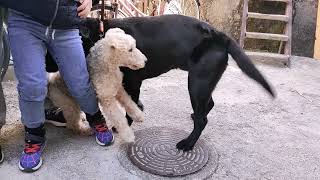 こんにちはウェルシュテリアの爺犬オーダーと申します。