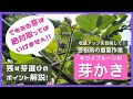 キウイフルーツの芽かきと誘引ポイント解説。ここを抑えて収量アップを目指そう！