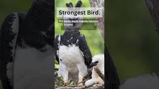 Strongest Bird in the world #HarpyEagle #Animal #Bird #YouTube #Canva #eagle #facts #viral