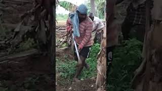 vivasayam matrum thotta payeer #farming #shortsvideo #agriculture #vivasayam #tamil