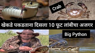 रात्रीचे खेकडे पकडताना दिसला 10 फूट लांबीचा अजगर ! Big Python| #python #crab #sindhudurg