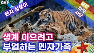 🐯[펜자 삼둥이-해랑 파랑 사랑] 삼공주, 험한세상 태어나 이젠 부업까지 해야하나[찬조출연/조셉,태백두]