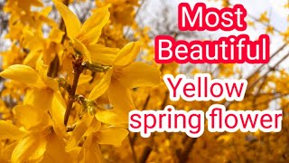 Yellow spring flowers blooming 😍 spring season 2021