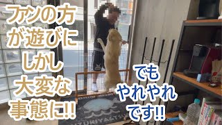 ファンの方が遊びに来たが、一瞬で大変な事態に早変わり。ゴールデンレトリバーティト。goldenretriever