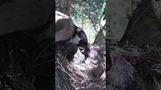 Cute Bulbul Babies Enjoying Mealtime with Mom (p3)#viral #trending #shorts #shortvideo