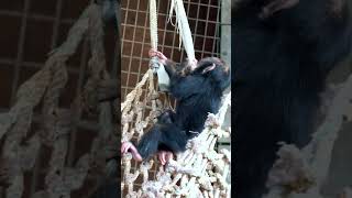 Baby Chimpanzee Gets a Fright On The Ropes Up High !! #shorts