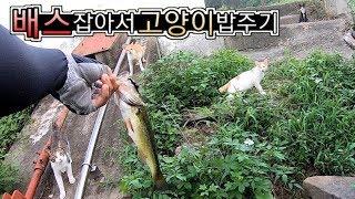 [리에브] 배스를 잡아서 터줏대감 고양이들 식사 대접하고왔습니다 ! bass fishing