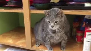 Mr. Handsome at the Chatham Animal Shelter