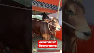 কোরবানির হাট কাঁপাতে আসছে মুন্সীগঞ্জের শাহিয়াল | কোরবানির সেরা গরু | cow | কৃষি মৎস্য ও গবাদি খামার