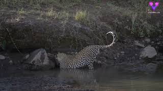 La paciencia tiene recompensa: así cazó este leopardo a su presa