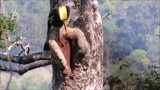 Great Hornbill Nesting