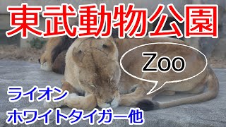 東武動物公園　大人でも楽しめる　ライオン　ホワイトタイガー　クマ