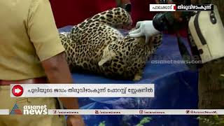 പാലക്കാട് കോഴിക്കൂട്ടിൽ കുടുങ്ങിയത് ആൺപുലി | Leopard