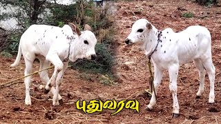 தேனீ கிடை கன்று புதுவரவு💥।। jallikattu video