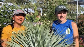 Plant YUCCA Rostrata - a wonderful sculptural DROUGHT TOLERANT choice for your landscape