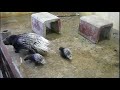 アフリカタテガミヤマアラシの赤ちゃん。baby african crested porcupine. 02