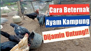 Cara Ternak Ayam Kampung dari Nol Bagi Pemula
