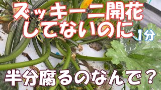 ズッキーニ変形果。開花してないのになんで腐った？