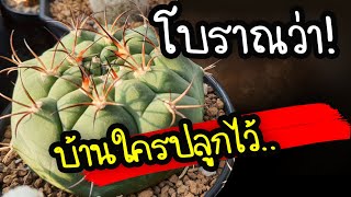 โบราณว่าไว้ !! บ้านใครปลูกกระบองเพชร ต้องทำแบบนี้ ลบความเชื่อเดิมๆ| Nava DIY