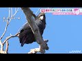 森林火災で島半分が焼失！ 豪・カンガルー島のコアラの今【あさチャン】