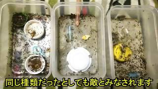 飼いアリ紹介！ライズのアリ王国計画⑥