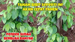 TANAM PERDU CEPAT BERBUAH, CARA TANAM LADA PERDU.