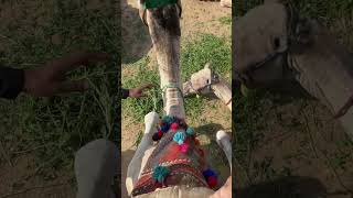 Camel Ride @ The Great Pyramids