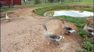 Critter Care's New Geese