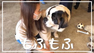 もふもふしてきました【大型犬カフェぐらんむー】