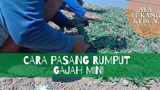 Menanam Rumput Gajah Mini Di Taman MCD Surabaya