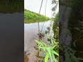 മനോഹരമായ നെൽപ്പാടം🌾 shorts relaxing satisfyin ricefield virelvideo